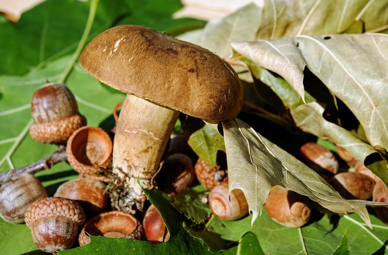 Edible Plants